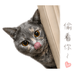 臭臉蕊