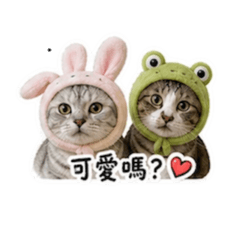 日常搞笑 貓兄妹（芝麻、湯圓）