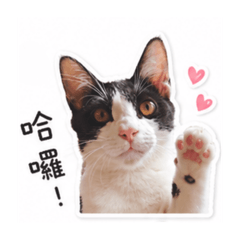 Hoodie叫胡迪