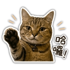 蔣心心