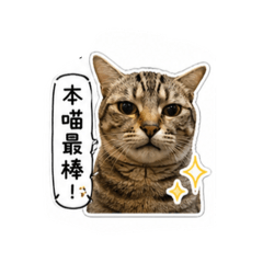很皮的虎寶寶