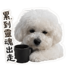 Cona小棉花糖可愛厭世日常