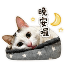 我的貓咪Q比