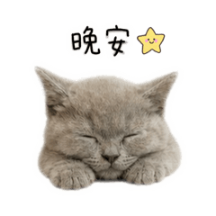 灰小咪