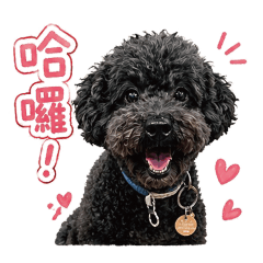 黑糖黑貴賓:日常用語