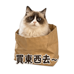 小貓咪能有什麼壞心思•日常用語1