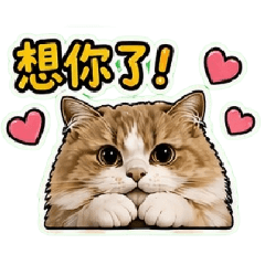 年糕的日常生活
