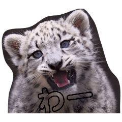 Leo Takahashi_20260430231054