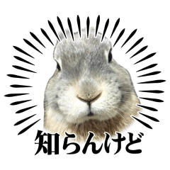 siopan_20260430231030