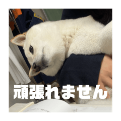 sakai_20260430231244