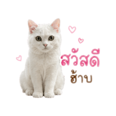 Little Kaitun
