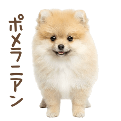 動く！ずっと使えるポメラニアン