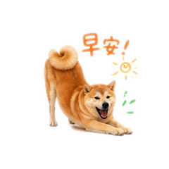 專屬柴柴用語