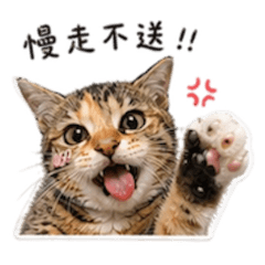 憨吉貓貓說你好6