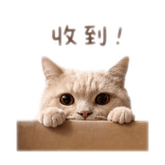 傻白甜也是貓