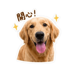 黃金獵犬/Nami篇