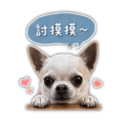 黃阿茶戀愛日常