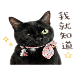 小黑喵的日常