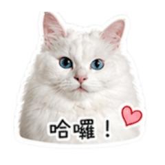 丁布布
