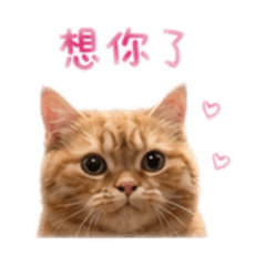 小咪花日常2