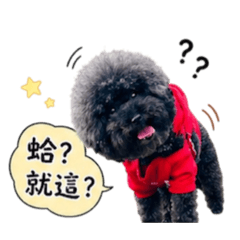 Dian Dian Black Cute Dog!