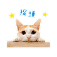 林小泡的日常