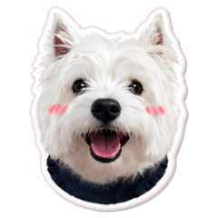 WestieChapelle in Action!