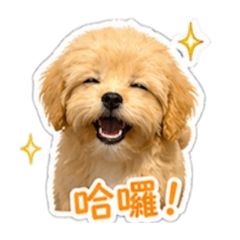米ㄉㄟˊ團團轉