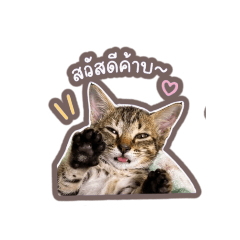 kao_20260428075628