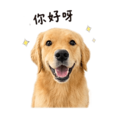 黃金獵犬Mila