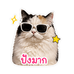 BABYCAT v1