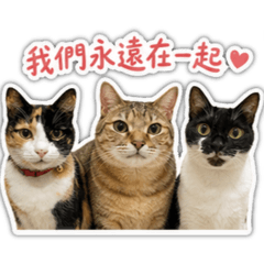 3隻貓的日常篇