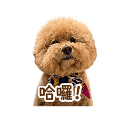 泰迪泰迪.