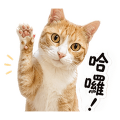 爛貓嚕比