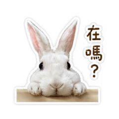 咪嚕兔兔