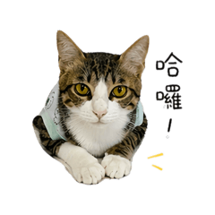 咪睏睏
