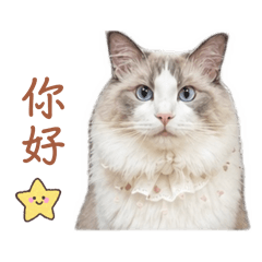 肉肉主子2