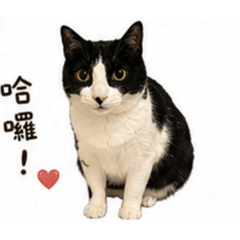 大發豬豬