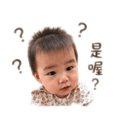貢丸（宸宸2）