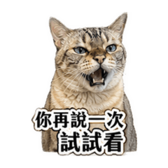 高冷貓貓百富 - 1