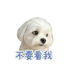 蔡的萌寶貝