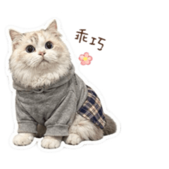 莓貓冰2