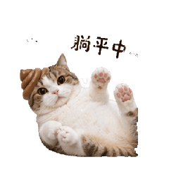 白色貓系列2