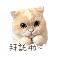 基米米小貓咪