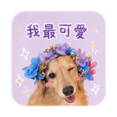 路飛的第二彈