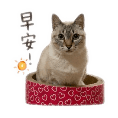 招財哞