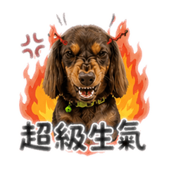 奇諾狗狗