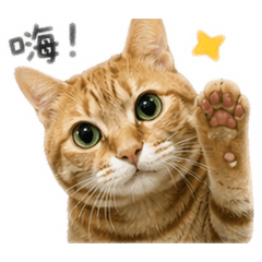 豆的日常貼圖