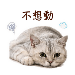 小新寶包