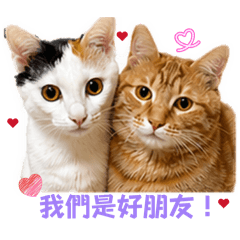 柑罵奶姬